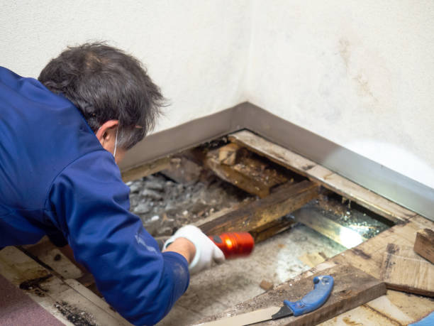 Best White Mold Remediation in Union Springs, AL
