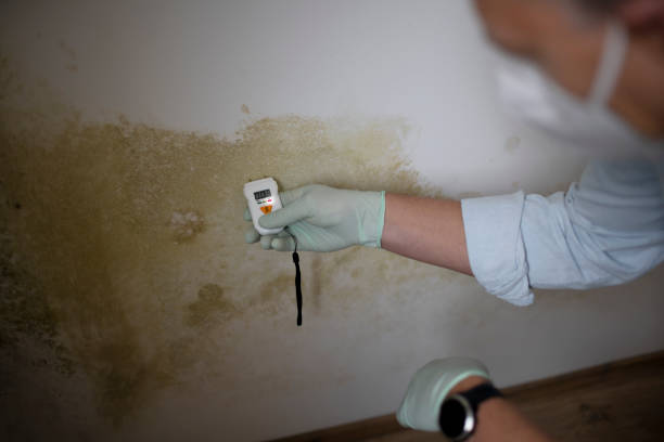 Best Attic Mold Remediation in Union Springs, AL