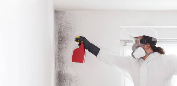 Best DIY Mold Remediation Support Services in Union Springs, AL