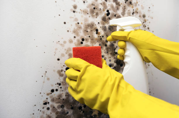 Best Mold Remediation for Schools in Union Springs, AL