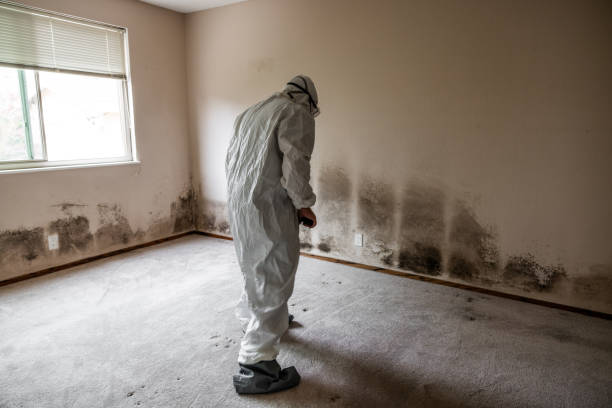 Best Post-Flood Mold Remediation in Union Springs, AL